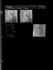 Nature pictures (4 Negatives (April 29, 1960) [Sleeve 62, Folder e, Box 23]